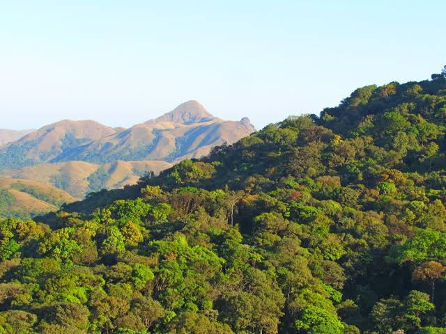 ಕಾಡಿನ ಒಂದು ನೋಟ ಕಾಡಿನ ಒಂದು ನೋಟ