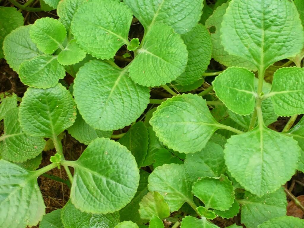 ಹಿತ್ತಲ ಗಿಡಗಳ ಔಷಧಿ ಗುಣಗಳು
