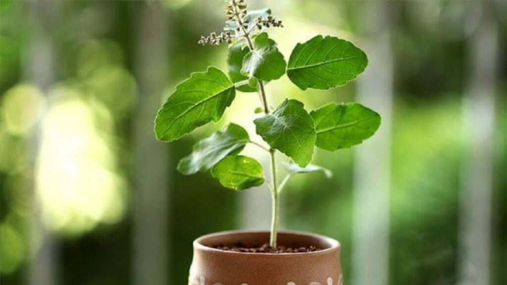 ಹಿತ್ತಲ ಗಿಡಗಳ ಔಷಧಿ ಗುಣಗಳು