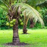 ತೆಂಗಿನಕಾಯಿ ಮರ