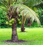 ತೆಂಗಿನಕಾಯಿ ಮರ