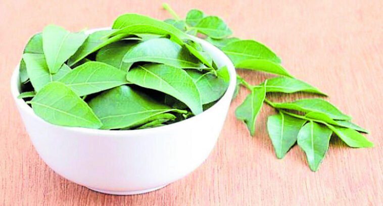 ಕರಿಬೇವು