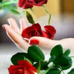 ಹೂವುಗಳ ರಾಣಿ ಗುಲಾಬಿ 25 ಗುಲಾಬಿ