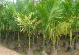 ಅಡಿಕೆ ಬೆಳೆ