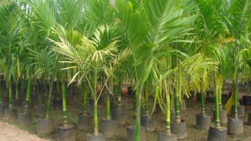 ಅಡಿಕೆ ಬೆಳೆ