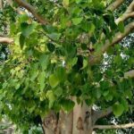 ಅಶ್ವತ್ಥ ಮರದ ವಿಶೇಷತೆ 27 ಅಶ್ವತ್ಥ ಮರ