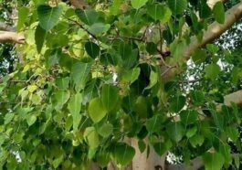 ಅಶ್ವತ್ಥ ಮರ