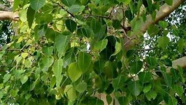 ಅಶ್ವತ್ಥ ಮರ