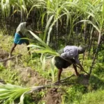 ಕಬ್ಬು ಬೆಳೆ ಬೆಳೆಯುವ ವಿಧಾನಗಳು 26 ಕಬ್ಬು ಬೆಳೆ