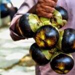 ತಾಳೆ ಮರದ ಹಣ್ಣು 26 ತಾಳೆ ಮರದ ಹಣ್ಣು