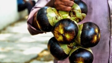 ತಾಳೆ ಮರದ ಹಣ್ಣು