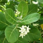 ಬಿಳಿ ಎಕ್ಕದ ಗಿಡ