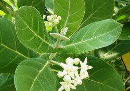 ಬಿಳಿ ಎಕ್ಕದ ಗಿಡ