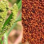 ರಾಗಿ ತಿನ್ನುವವರಿಗೆ ಗೊತ್ತು, ಇದರ ಮಹತ್ವ ‘ರಾಗಿ ತಿಂದವ ನಿರೋಗಿ’ 26 ರಾಗಿ