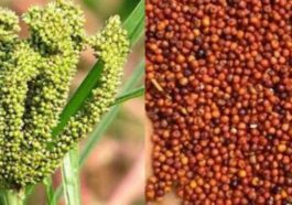ರಾಗಿ