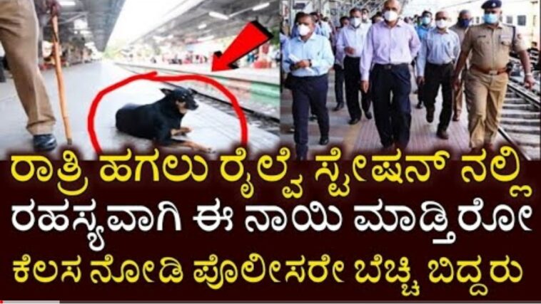ರಾತ್ರಿ ಹಗಲು ರೈಲ್ವೆ ಸ್ಟೇಷನ್ ನಲ್ಲಿ ರಹಸ್ಯವಾಗಿ ಈ ನಾಯಿ ಮಾಡ್ತಿರೋ ಕೆಲಸ ನೋಡಿ ಪೊಲೀಸರೇ ಬೇಚ್ಚಿ ಬಿದ್ದರು.