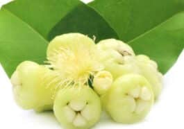 ಜಂಬು ನೇರಳೆ