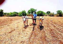 ಒಣ ಬೇಸಾಯ ಪದ್ಧತಿ