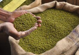 ಹೆಸರು ಕಾಳು