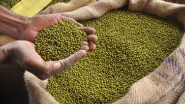 ಹೆಸರು ಕಾಳು