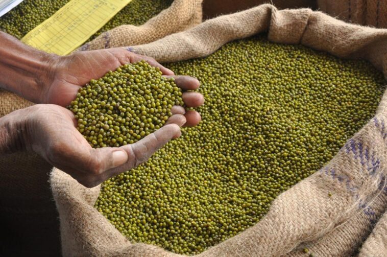 ಹೆಸರು ಕಾಳು