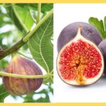 ಅಂಜೂರ ಹಣ್ಣಿನ ಆರೋಗ್ಯಕರ ಲಾಭಗಳು