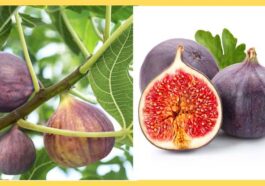 ಅಂಜೂರ ಹಣ್ಣಿನ ಆರೋಗ್ಯಕರ ಲಾಭಗಳು