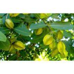 ಅರ್ಜುನ ಮರದ ಔಷಧಿ ಗುಣಗಳು