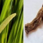 ಮಕ್ಕಳಲ್ಲಿ ಬಳಸುವ ಬಜೆ