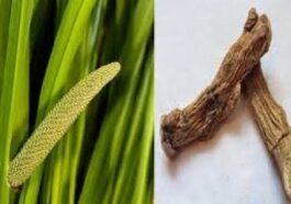 ಮಕ್ಕಳಲ್ಲಿ ಬಳಸುವ ಬಜೆ