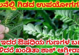 ನೆಲನೆಲ್ಲಿಯಲ್ಲಿದೆ ಅಧ್ಭುತ ಔಷಧಿ ಗುಣ