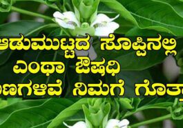 ಆಡು ಮುಟ್ಟದ ಸೊಪ್ಪು ಔಷಧಿ ಗುಣ