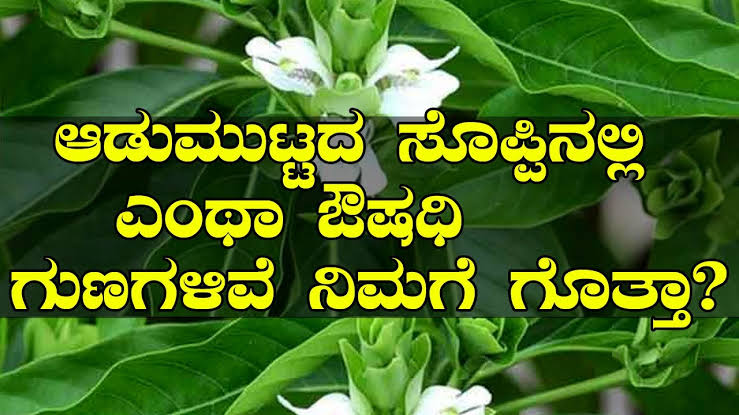 ಆಡು ಮುಟ್ಟದ ಸೊಪ್ಪು ಔಷಧಿ ಗುಣ