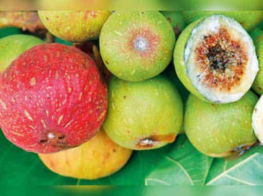 ಪಶುಪಕ್ಷಿಗಳಿಗೆ ಪ್ರಿಯವಾದ ಹಣ್ಣು ಅತ್ತಿಮರ ಕೊಡುತ್ತದೆ 1 ಅತ್ತಿಹಣ್ಣು