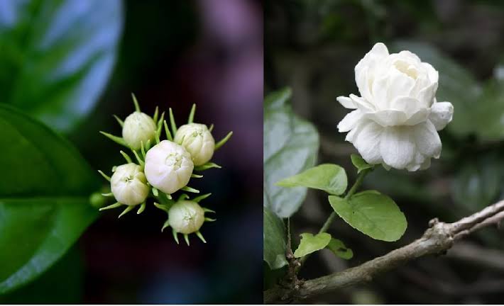 ಹೂವುಗಳ ರಾಣಿ ಮಲ್ಲಿಗೆ 27 ಹೂವುಗಳ ರಾಣಿ ಮಲ್ಲಿಗೆ