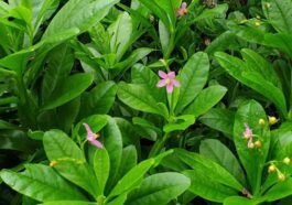 ನೆಲ ಬಸಳೆ