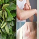 ಹೊಂಗೆ ಮರ: ಹೊಂಗೆ ಎಣ್ಣೆ ಉಪಯೋಗಗಳು