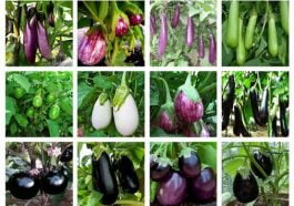 ಬದನೆ ಕಾಯಿ ಬೆಳೆ