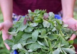 ಹರಿವೆ ಸೊಪ್ಪು