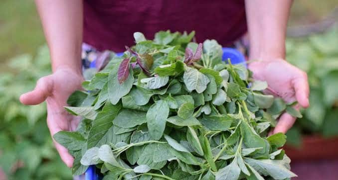 ಹರಿವೆ ಸೊಪ್ಪು