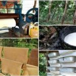 ರಬ್ಬರ್ ಮರ ಮತ್ತು ಬಳಕೆ