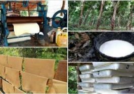 ರಬ್ಬರ್ ಮರ ಮತ್ತು ಬಳಕೆ