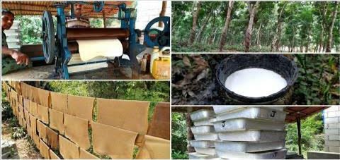 ರಬ್ಬರ್ ಮರ ಮತ್ತು ಬಳಕೆ