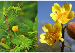 ಕಸ್ತೂರಿ ಜಾಲಿ ಮತ್ತು ಅರಿಸಿನ ಬೂರುಗ