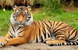 ರಾಷ್ಟೀಯ ಪ್ರಾಣಿ ಹುಲಿ