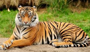 ರಾಷ್ಟೀಯ ಪ್ರಾಣಿ ಹುಲಿ