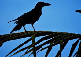 ಕಾಗೆನೂ ಕಪ್ಪು, ಕೋಗಿಲೇನೂ ಕಪ್ಪು