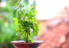 ತುಳಸಿ ಗಿಡ