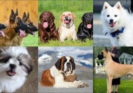 ಸಾಕು ಪ್ರಾಣಿ ನಾಯಿ