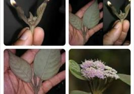 ಪಾಂಡವರ ಬತ್ತಿ